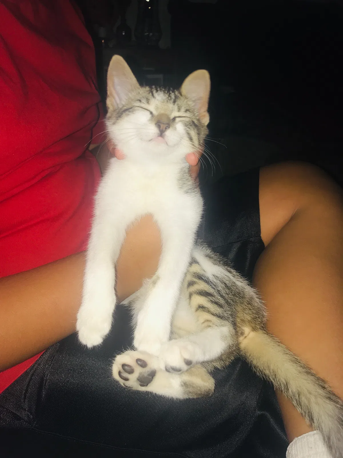 Lost cat in Windsor, CA, 95492