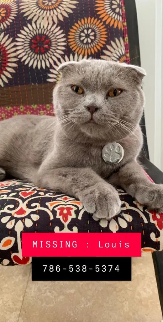 Lost cat in Miami, FL, 33143
