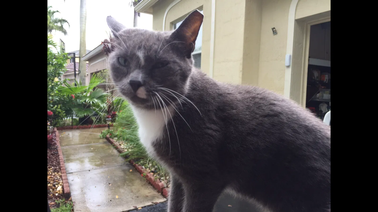 Lost cat in Fort Lauderdale, FL, 33327
