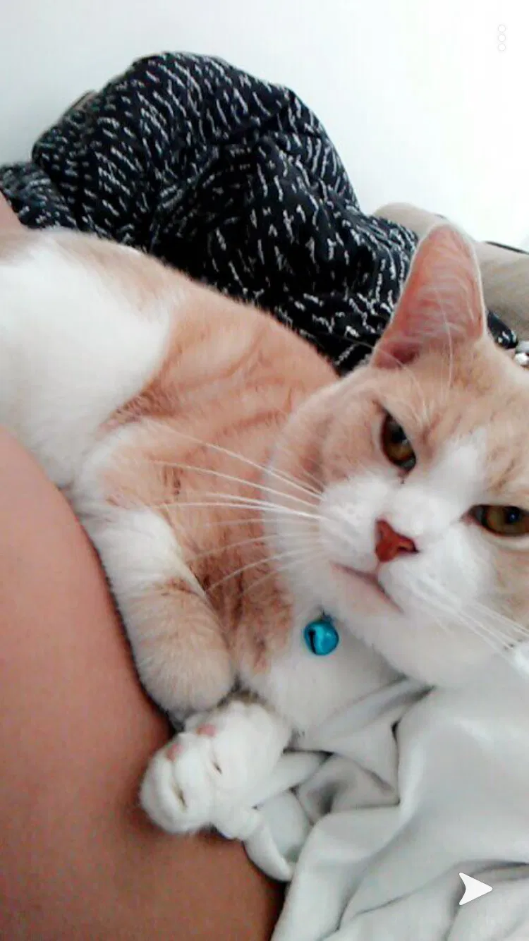 Lost cat in Miami, FL, 33161
