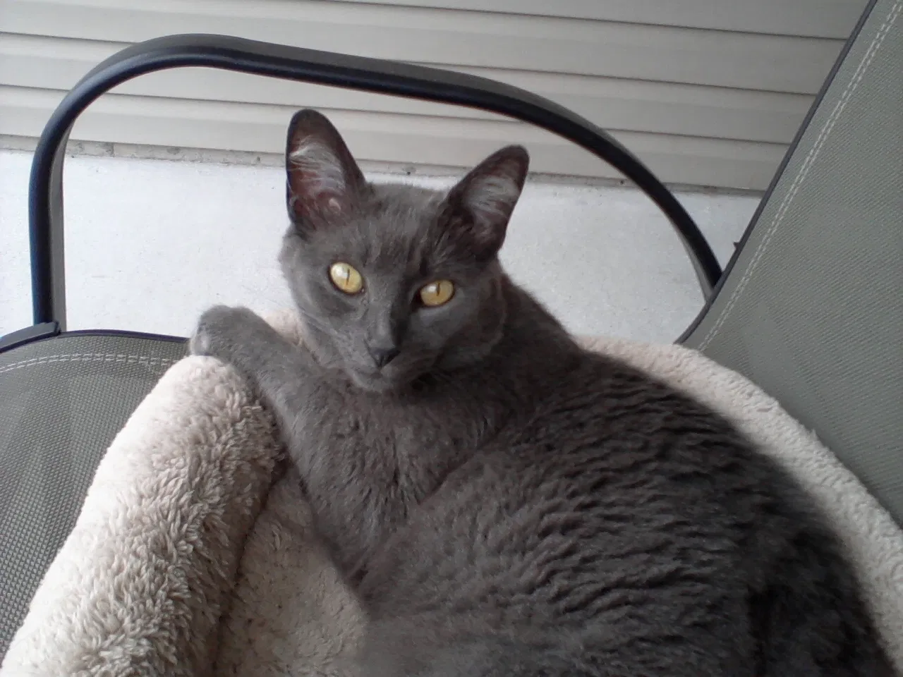 Lost cat in Knoxville, TN, 37923
