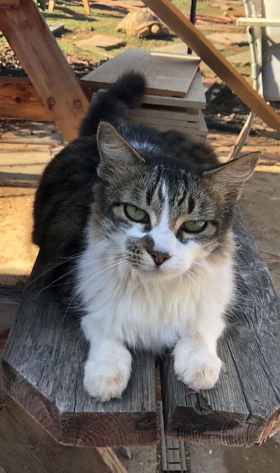 Lost cat in Escondido, CA, 92025