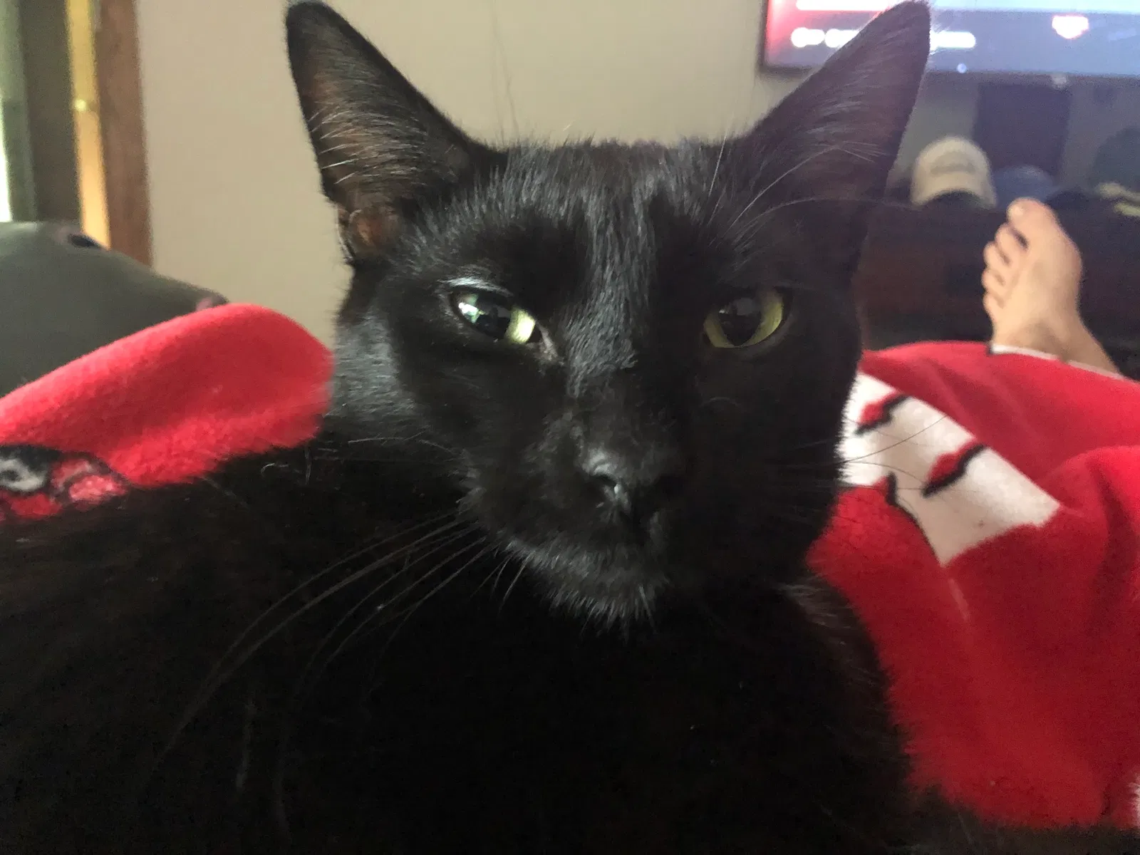 Lost cat in Madison, WI, 53711