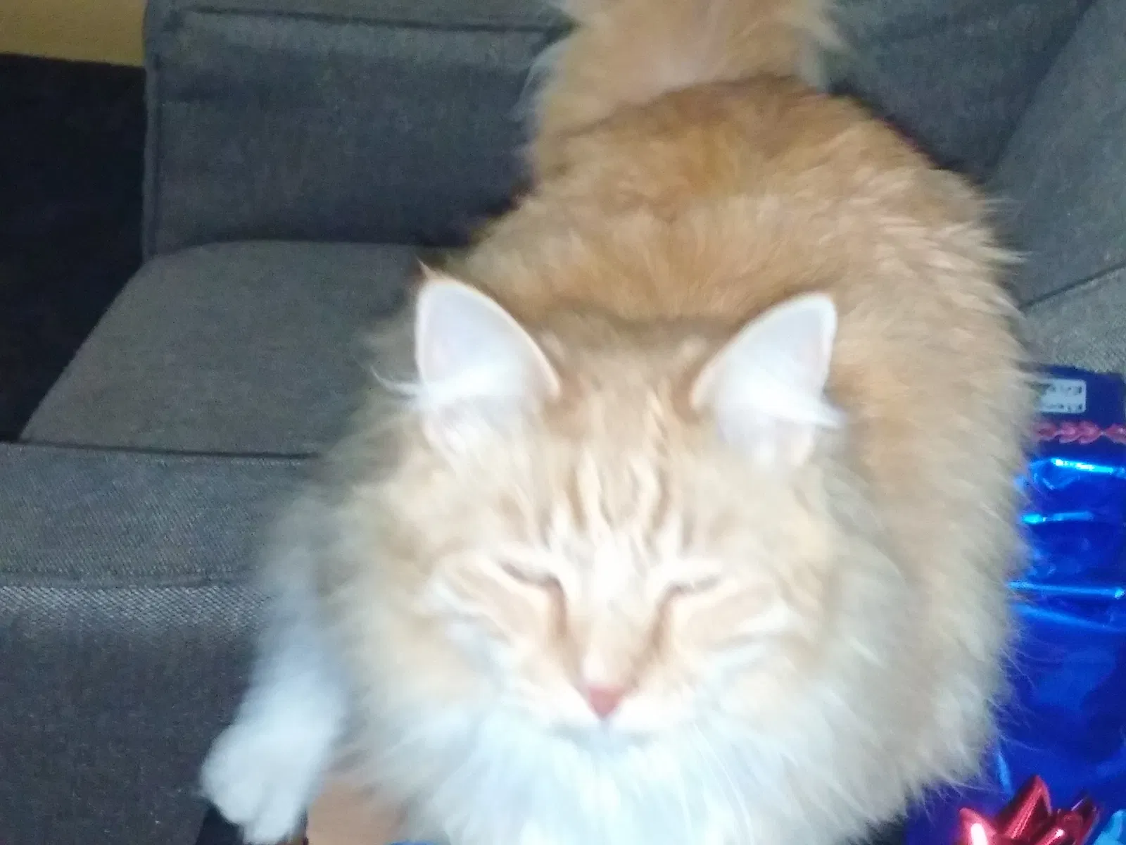 Lost cat in Denver, CO, 80219