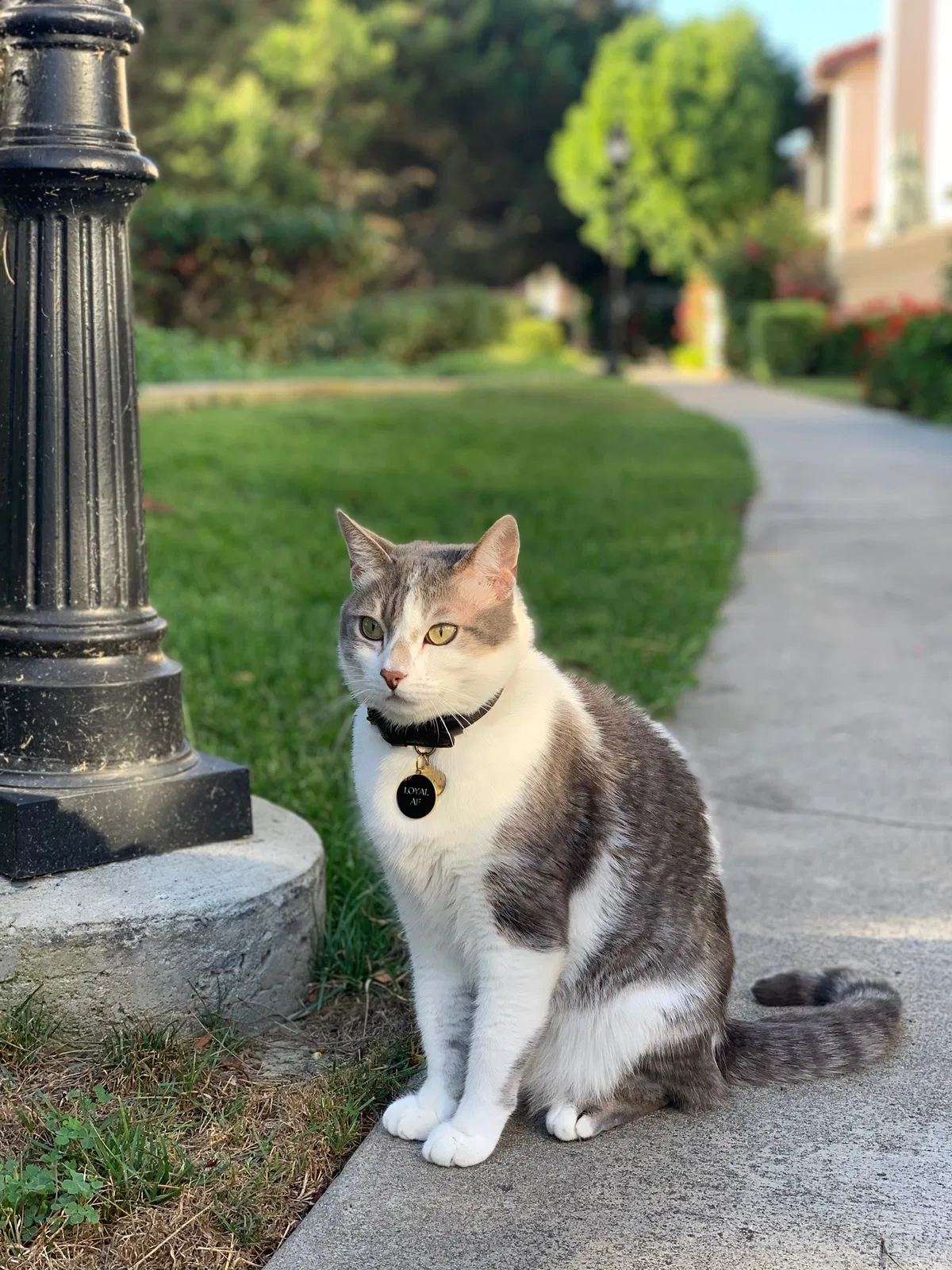 Lost cat in San Diego, CA, 92122