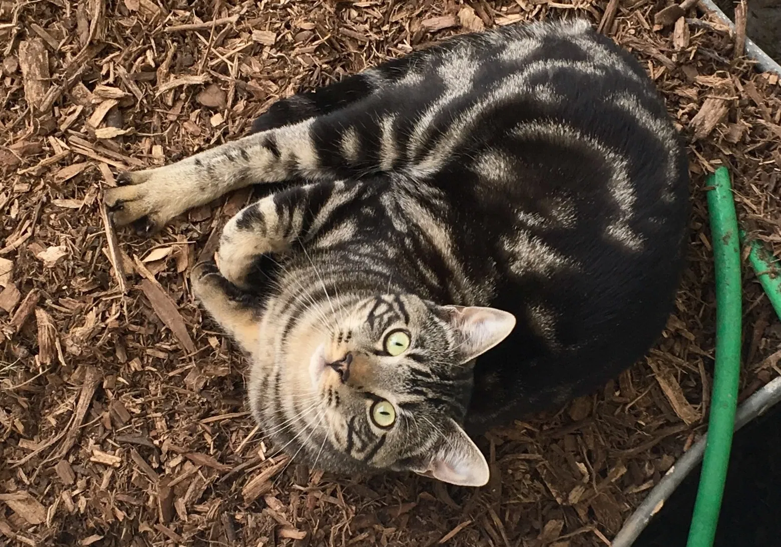 Lost cat in Fort Collins, CO, 80524