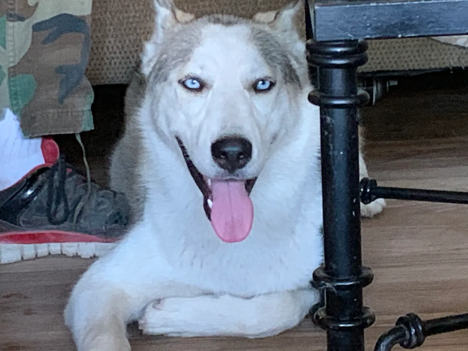 Lost dog in Bakersfield, CA, 93309