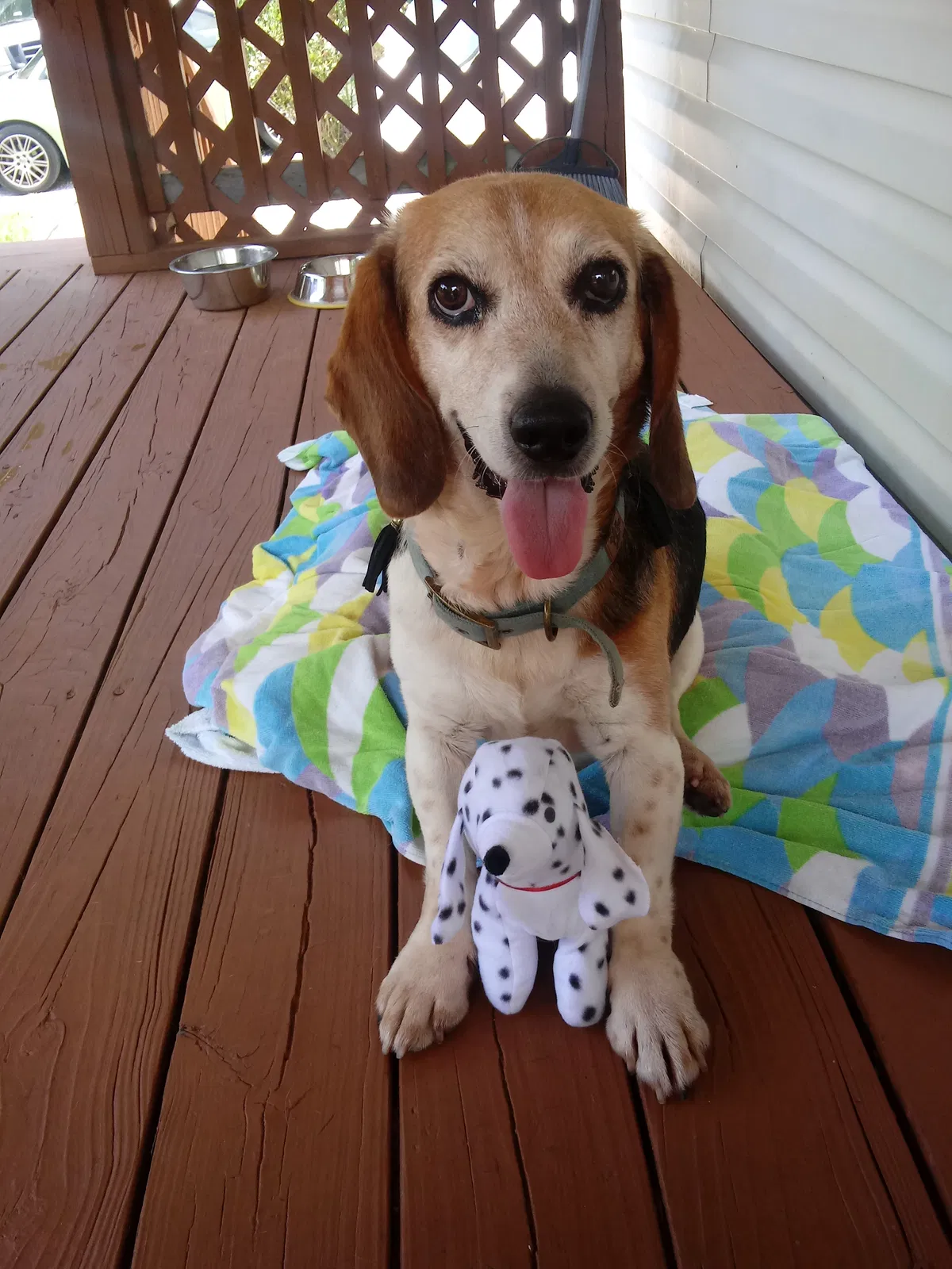 Lost dog in Siloam, NC, 27047