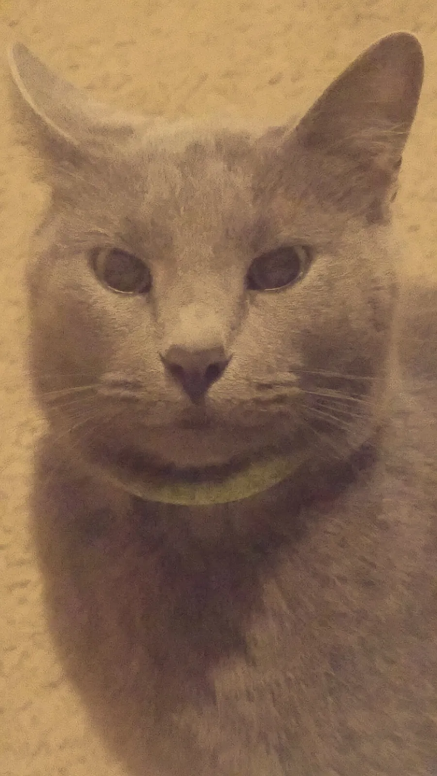 Lost cat in Chelsea, OK, 74016