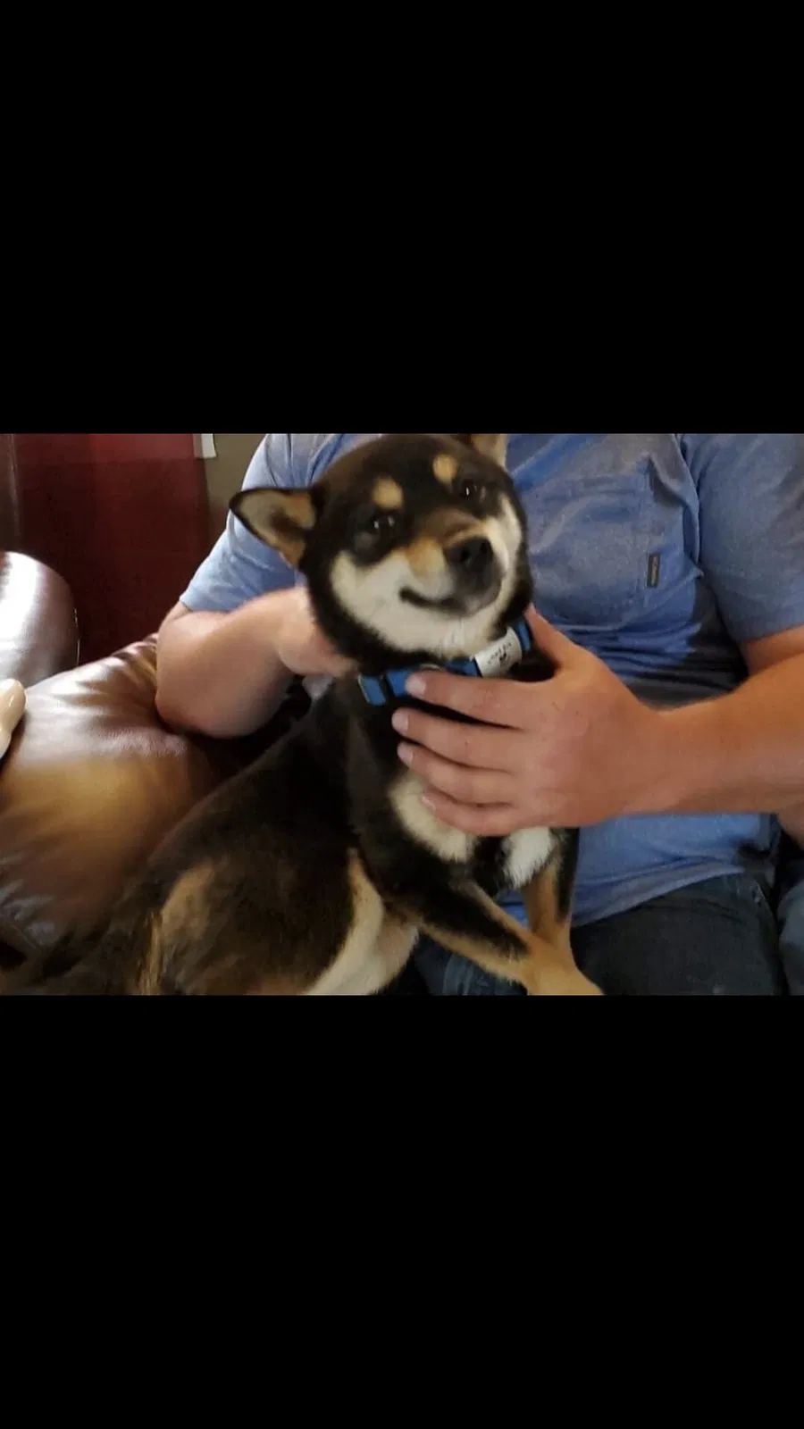 Lost dog in Utica, NY, 13502