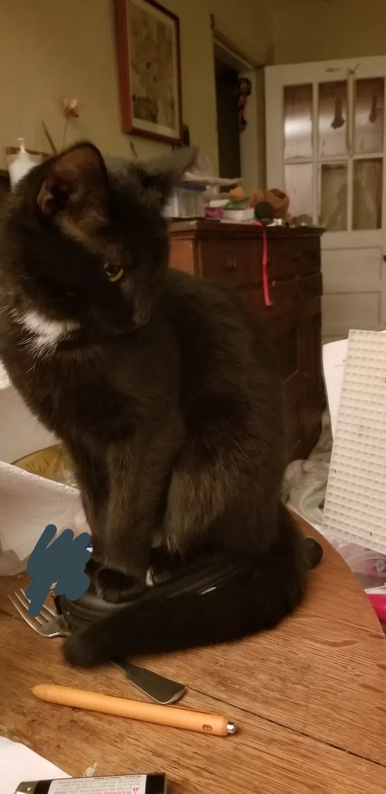 Lost cat in Ames, IA, 50010