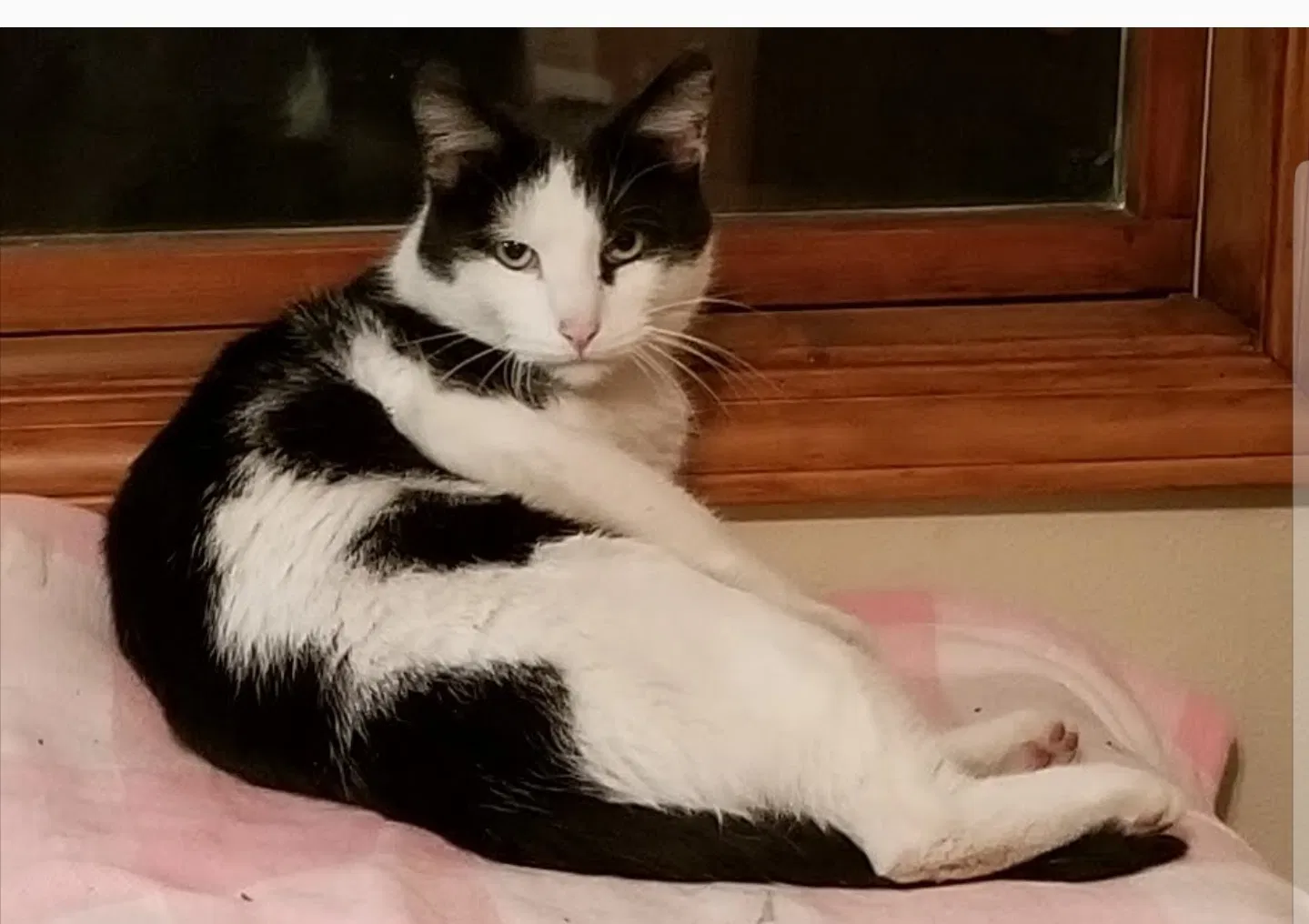 Lost cat in Ames, IA, 50010