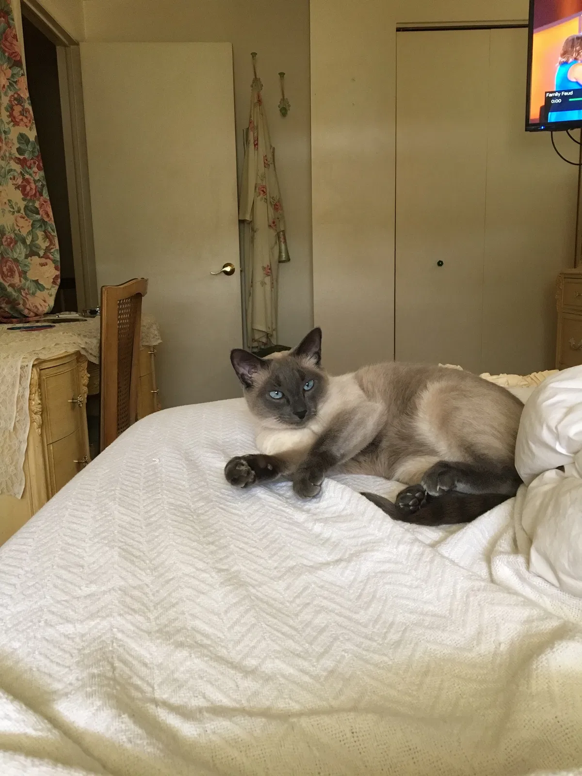 Lost cat in Sterling Heights, MI, 48312