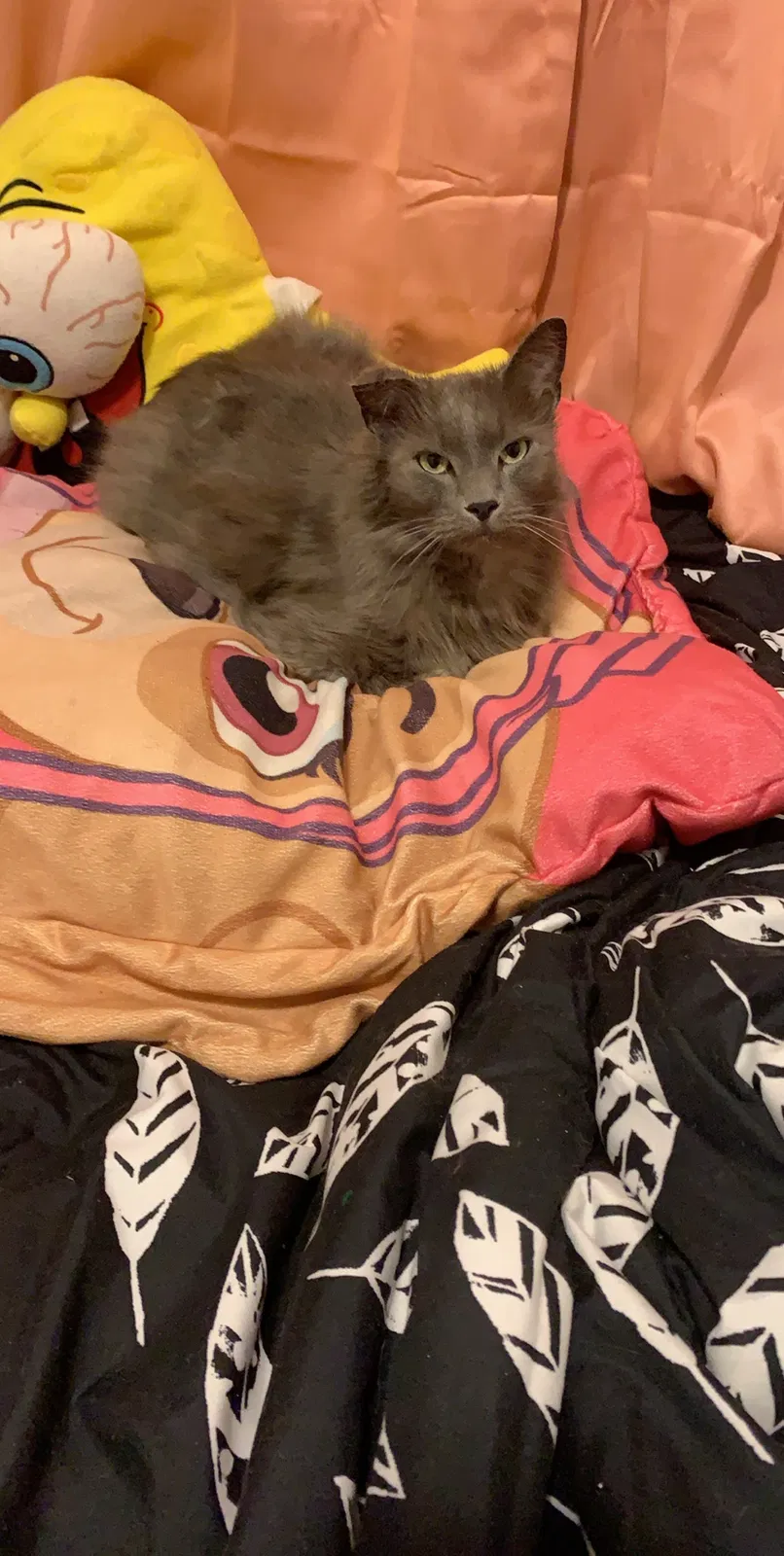 Lost cat in Greensboro, NC, 27406