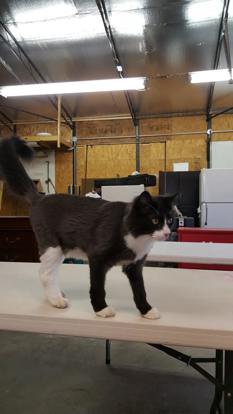 Lost cat in Amarillo, TX, 79118