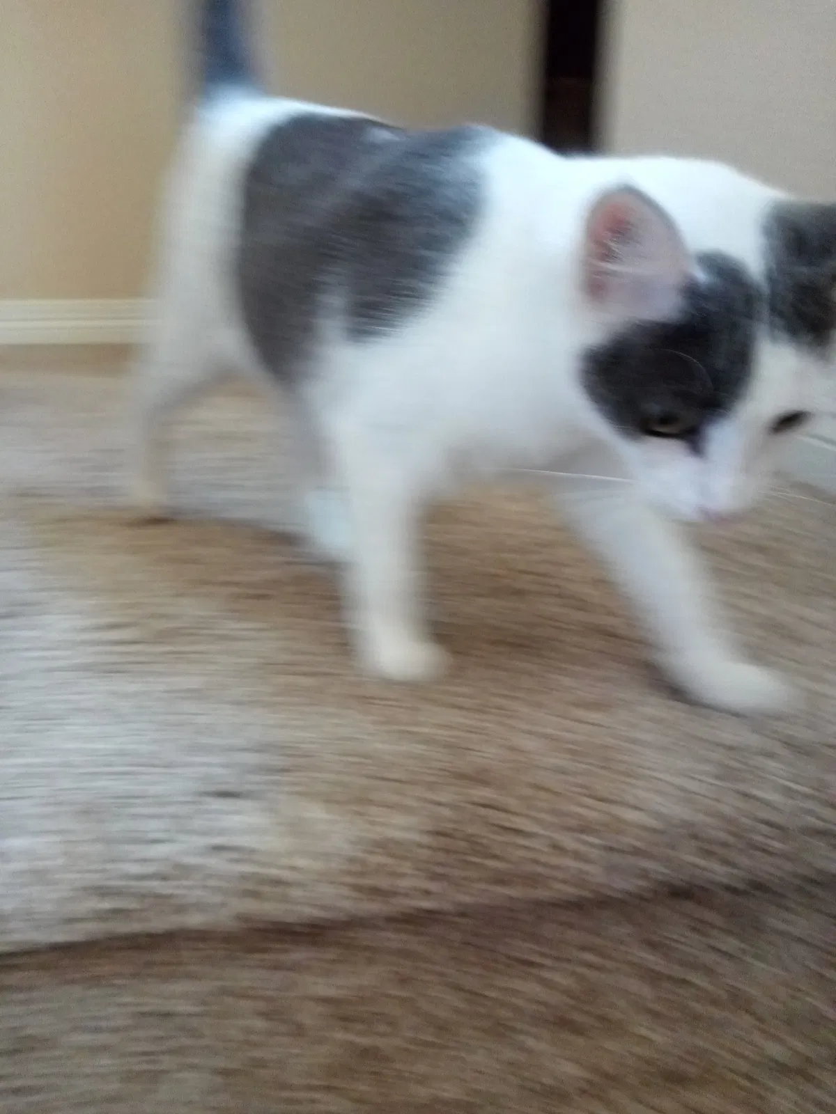 Lost cat in New Braunfels, TX, 78132