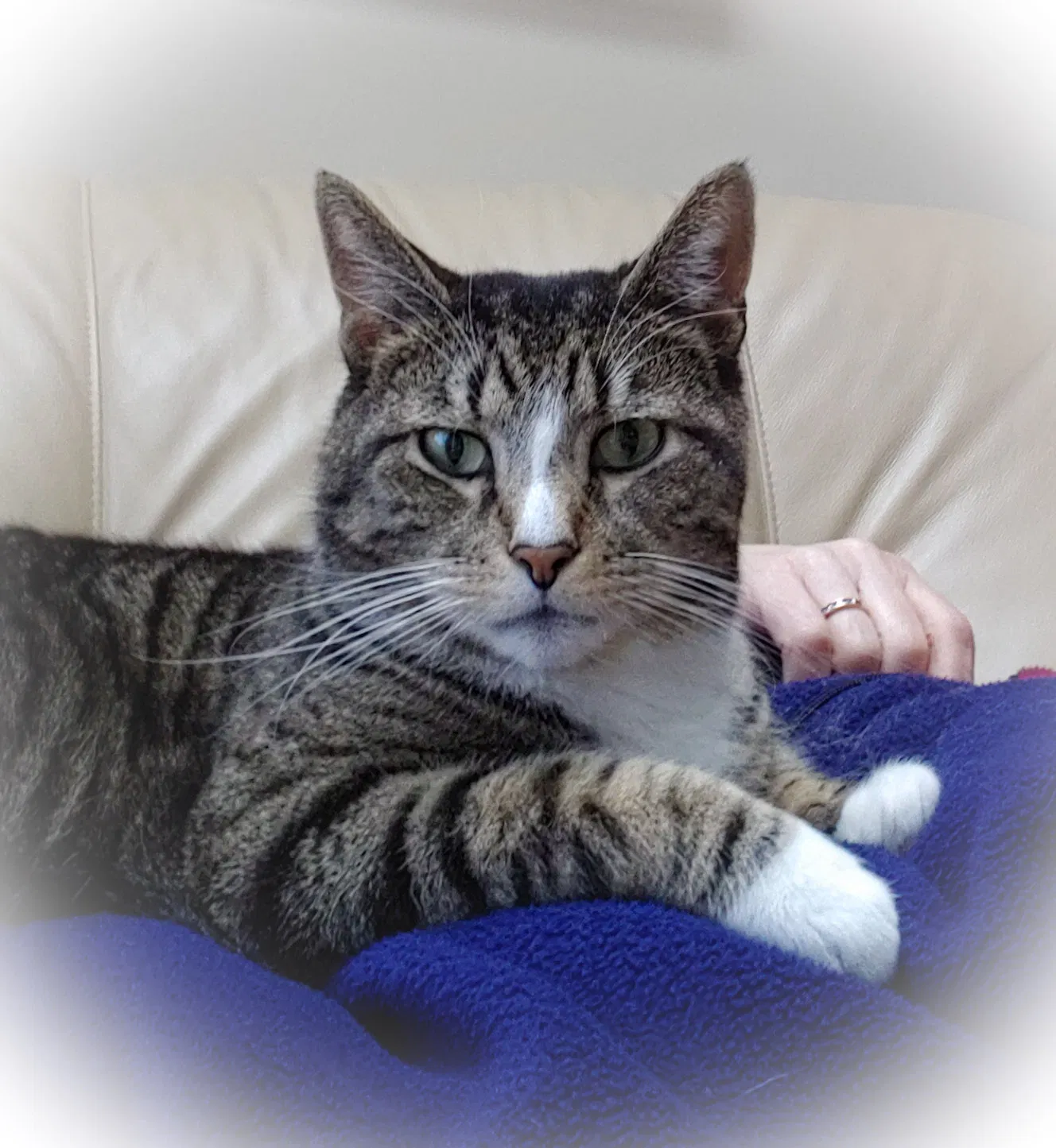 Lost cat in Middlebury, CT, 6762