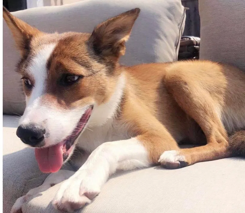 Lost dog in Westminster, CO, 80031