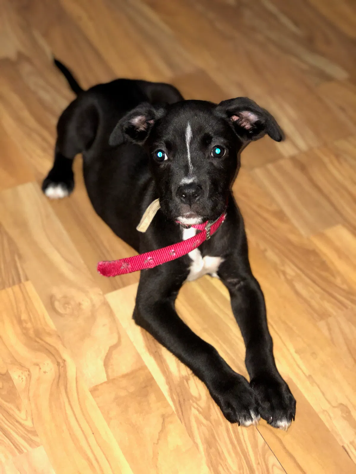 Lost dog in Unknown, SC, 29486