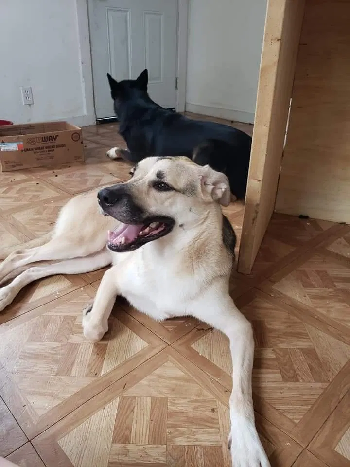 Lost dog in Rio Vista, TX, 76093