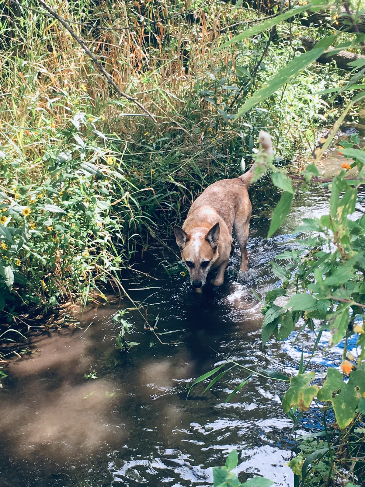 Lost dog in Argyle, WI, 53504