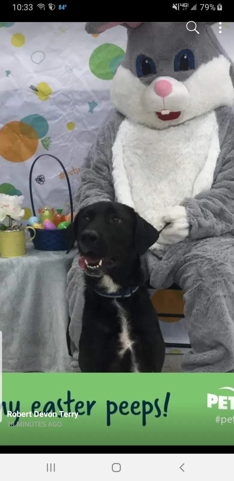 Lost dog in Pensacola, FL, 32526