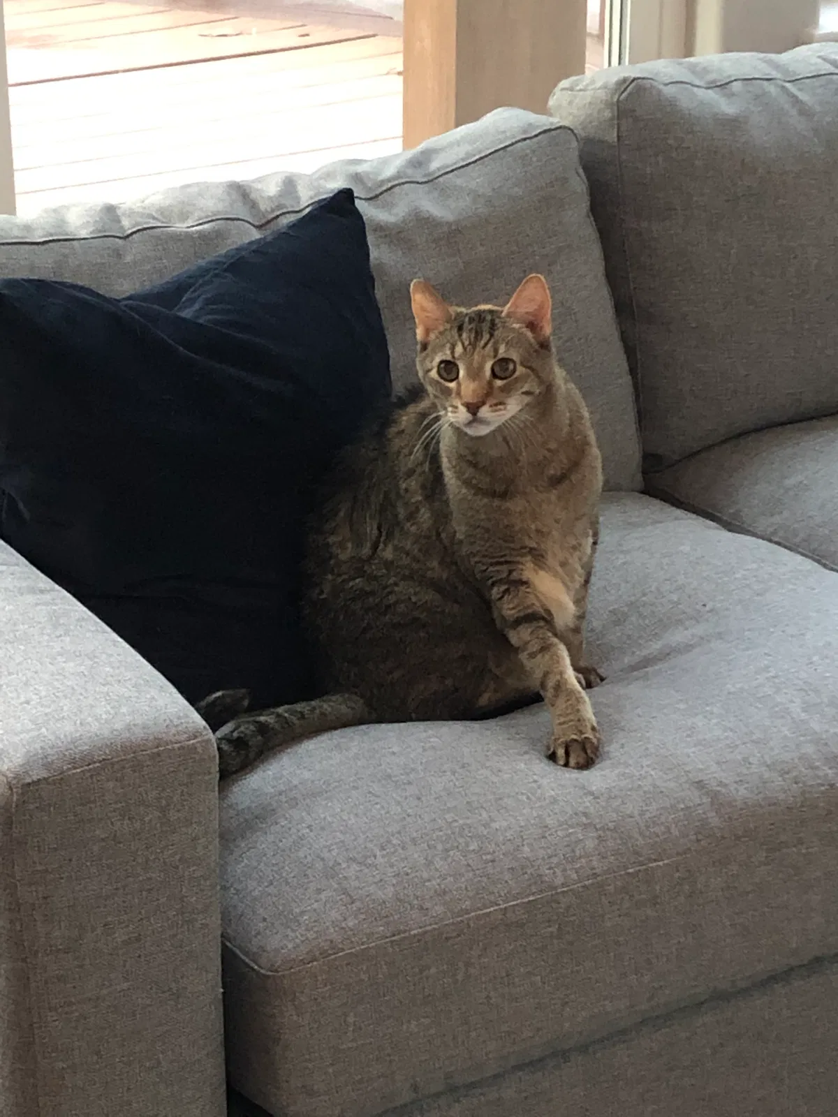 Lost cat in Olalla, WA, 98359