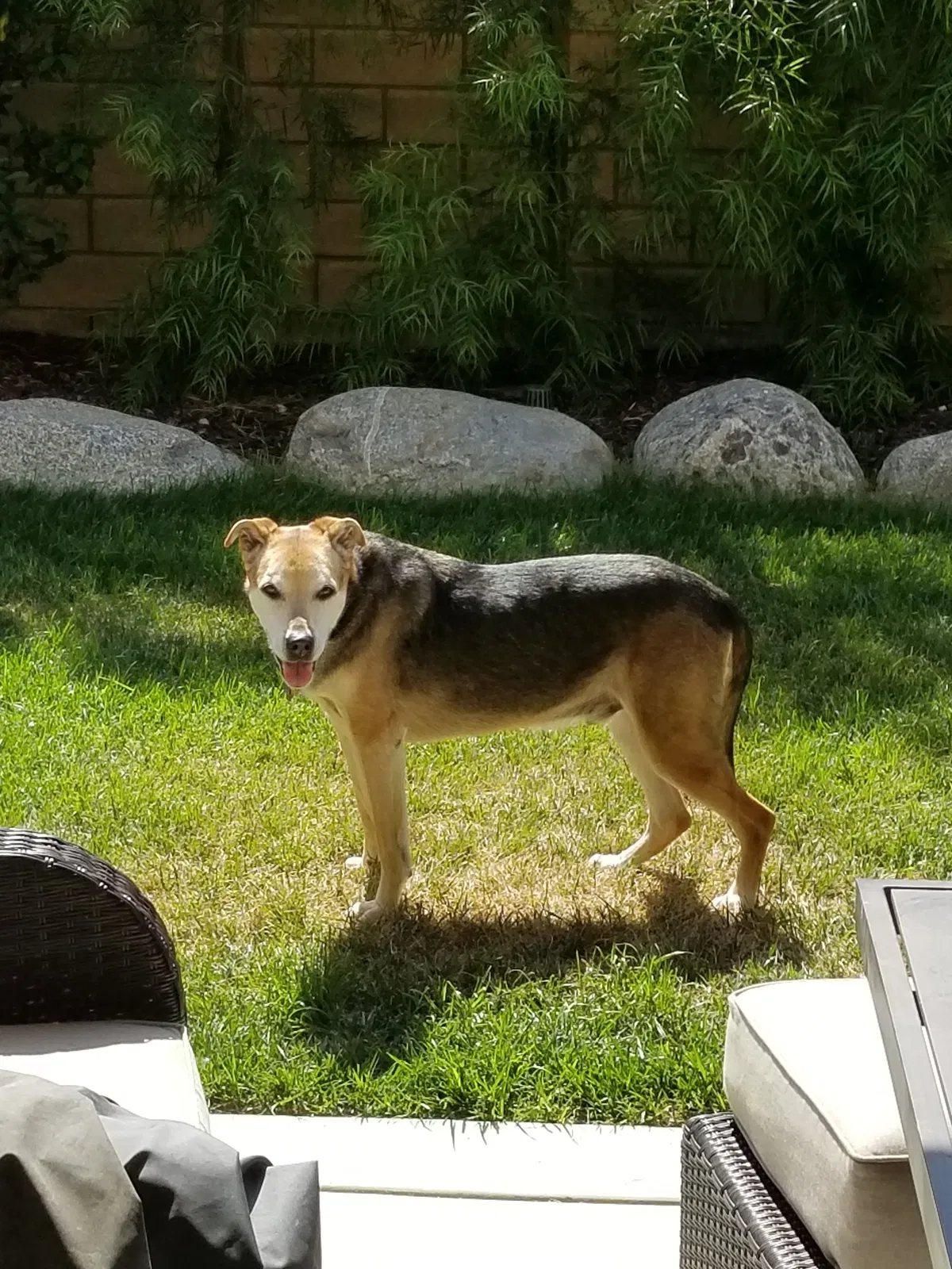 Lost dog in Santa Clarita, CA, 91350