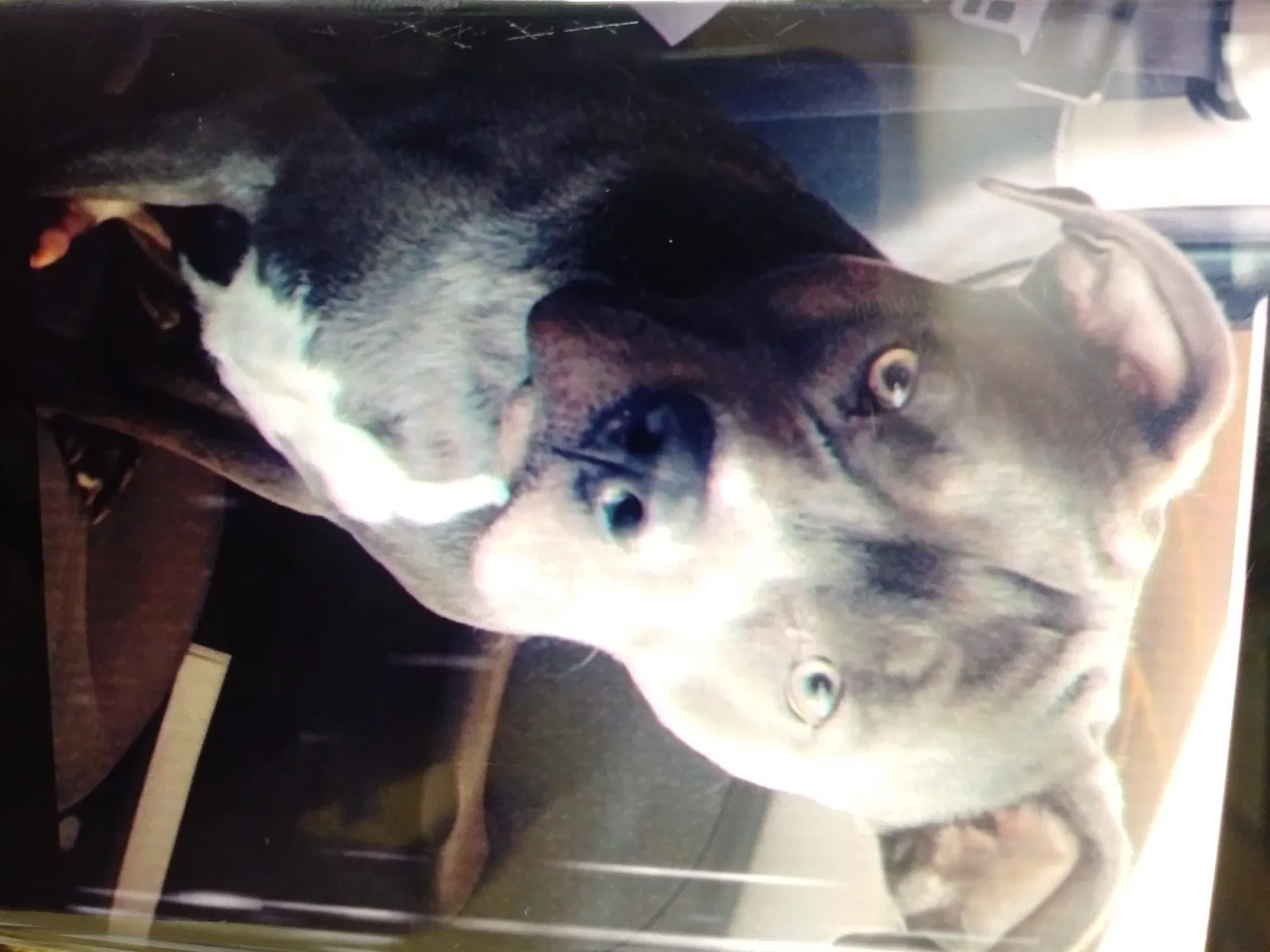 Lost dog in Mount Pleasant, TX, 75455