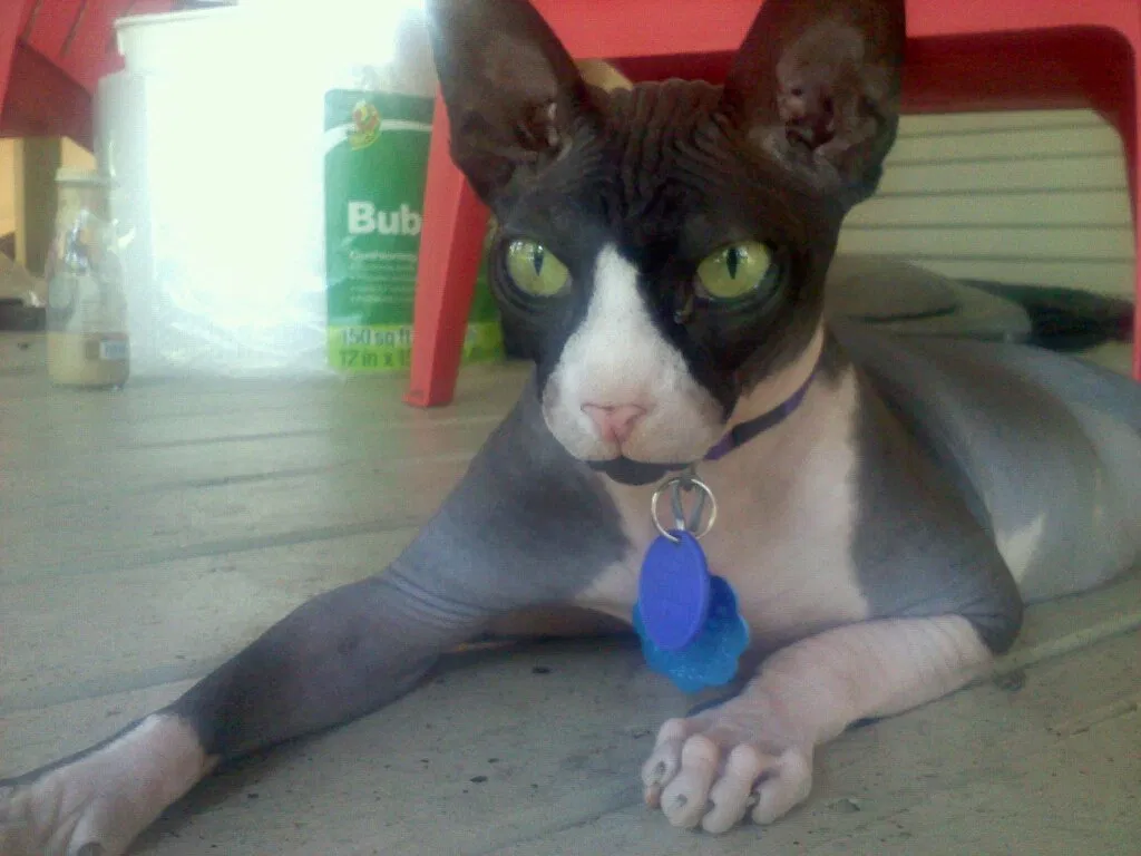 Lost cat in Dallas, TX, 75227