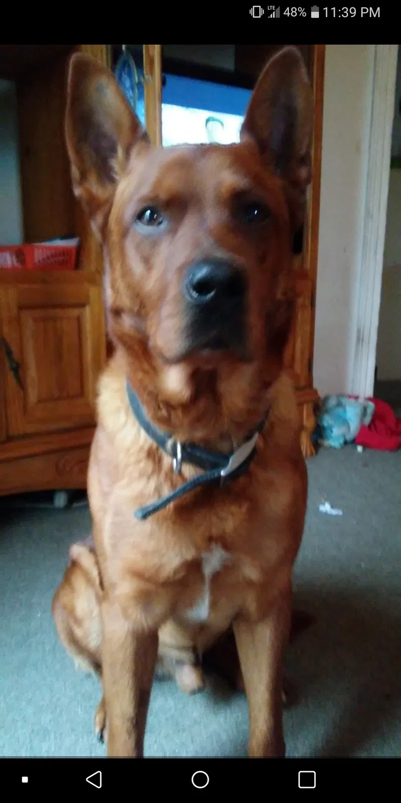 Lost dog in Grand Rapids, MI, 49548
