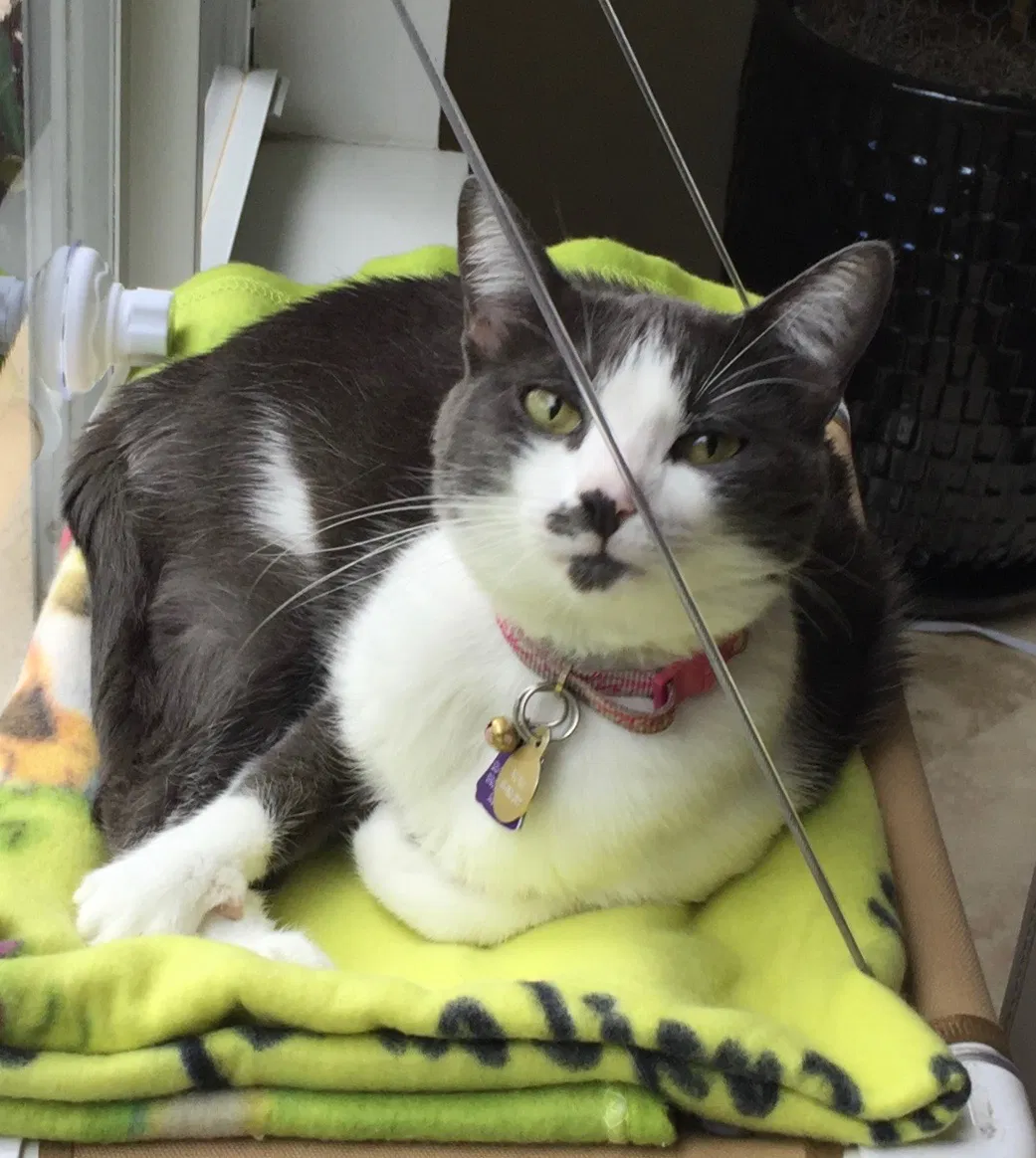 Lost cat in Fort Lauderdale, FL, 33327