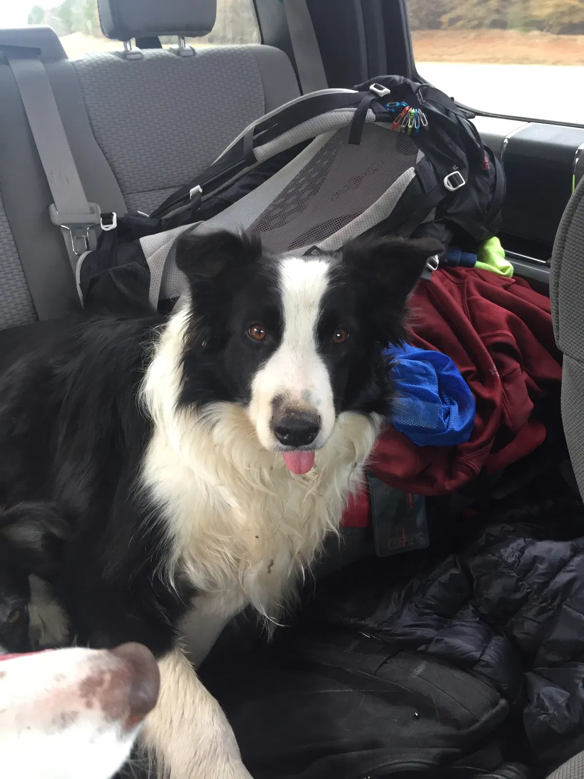 Lost dog in Cisco, GA, 30708