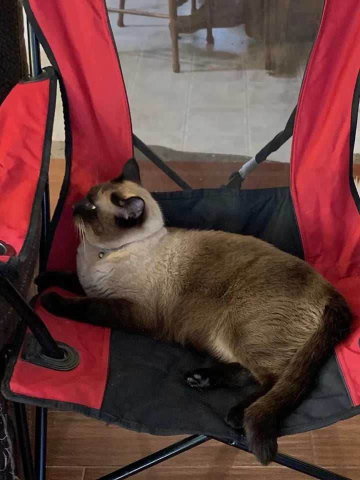 Lost cat in Florence, AZ, 85132
