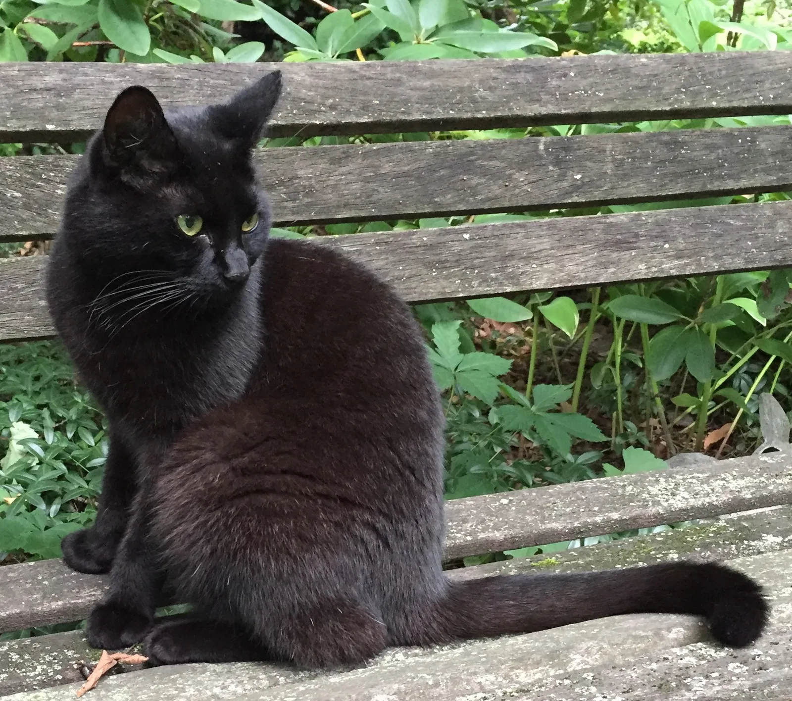 Lost cat in Nashville, TN, 37211