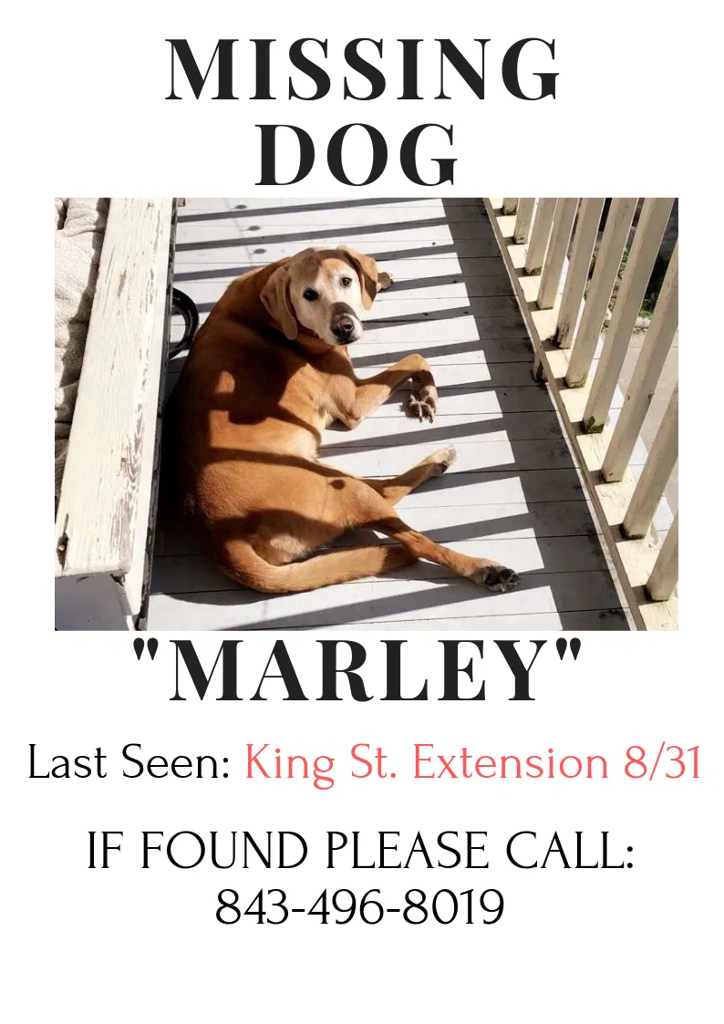 Lost dog in Charleston, SC, 29403