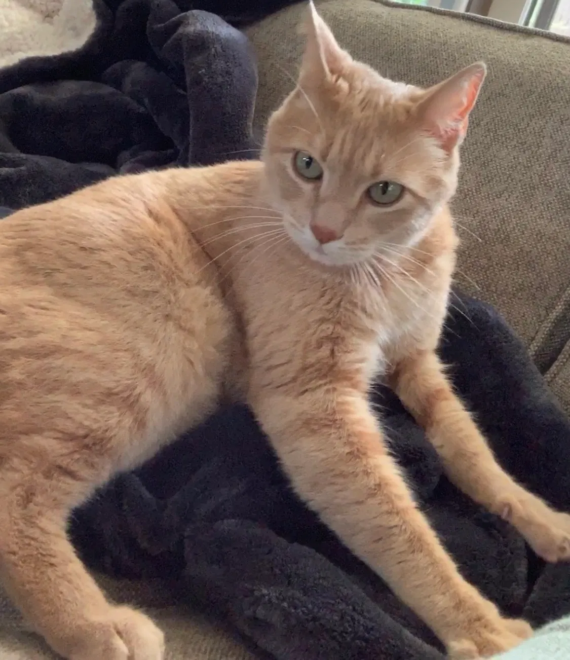 Lost cat in Ukiah, CA, 95482