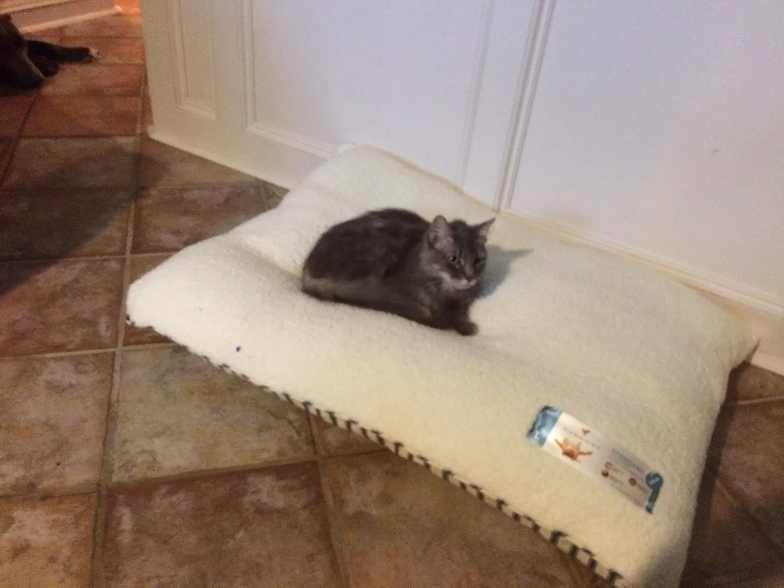 Lost cat in Kingwood, TX, 77339