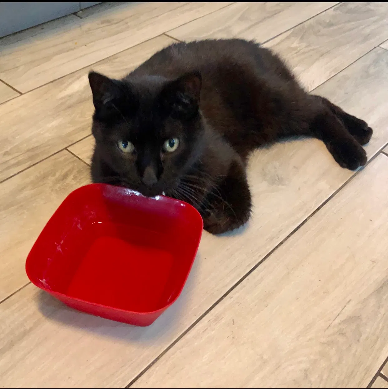 Lost cat in Round Rock, TX, 78664