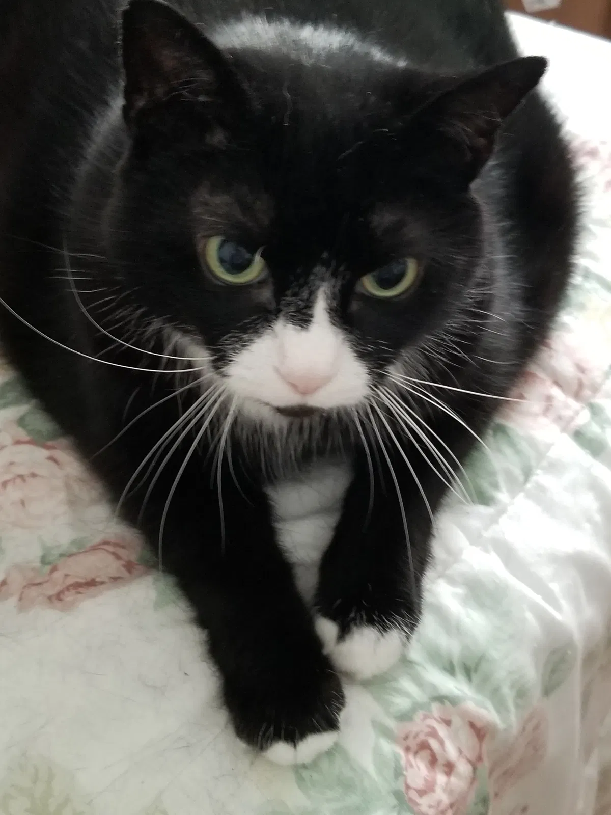 Lost cat in New Holland, PA, 17557