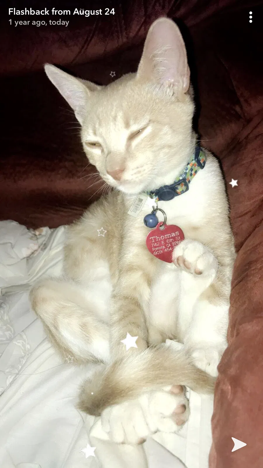 Lost cat in Pomona, CA, 91766