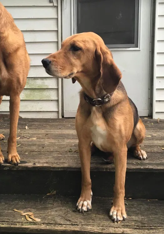 Lost dog in Indianapolis, IN, 46241
