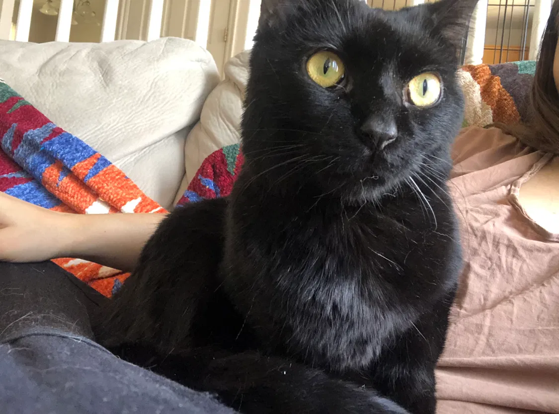 Lost cat in Aurora, CO, 80014