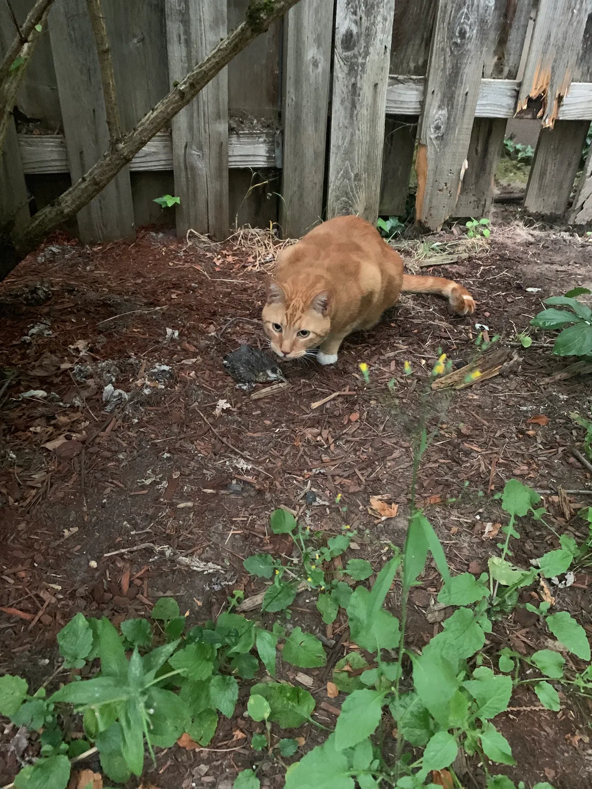 Lost cat in Portland, OR, 97219