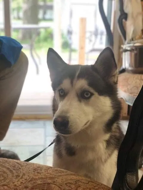 Lost dog in Fort Wayne, IN, 46806