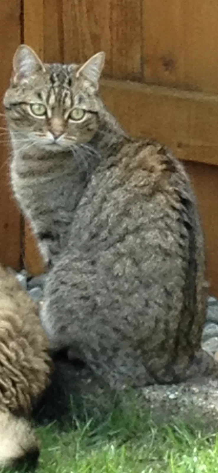 Lost cat in Olympia, WA, 98502