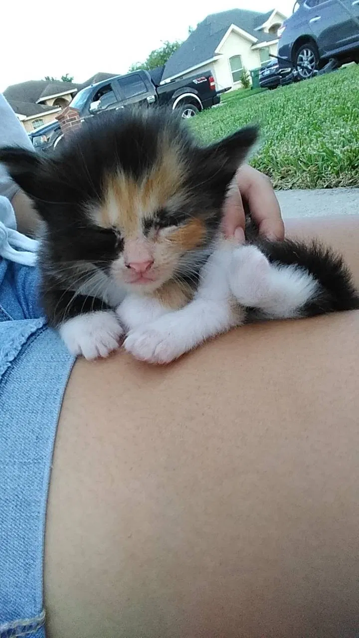 Lost cat in Brownsville, TX, 78526