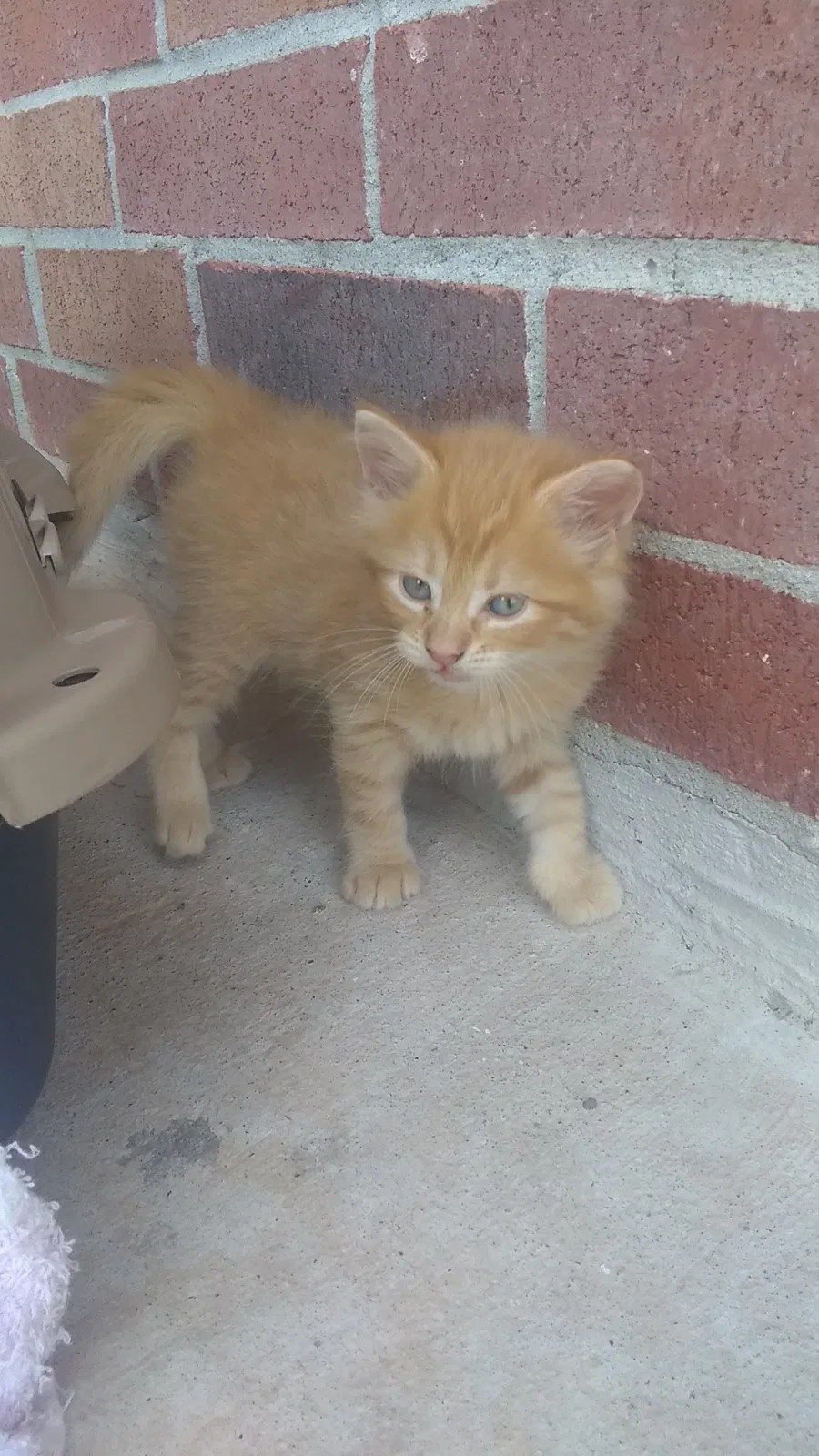 Lost cat in Brownsville, TX, 78526
