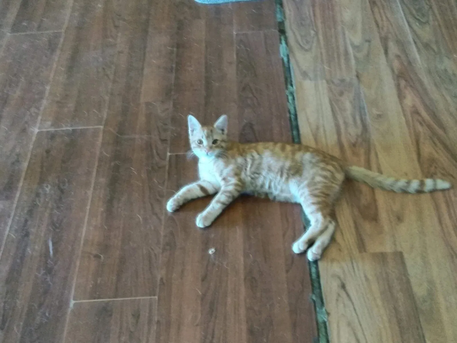 Lost cat in Apple Valley, CA, 92307