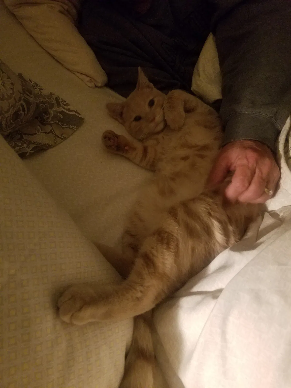 Lost cat in Prior Lake, MN, 55372